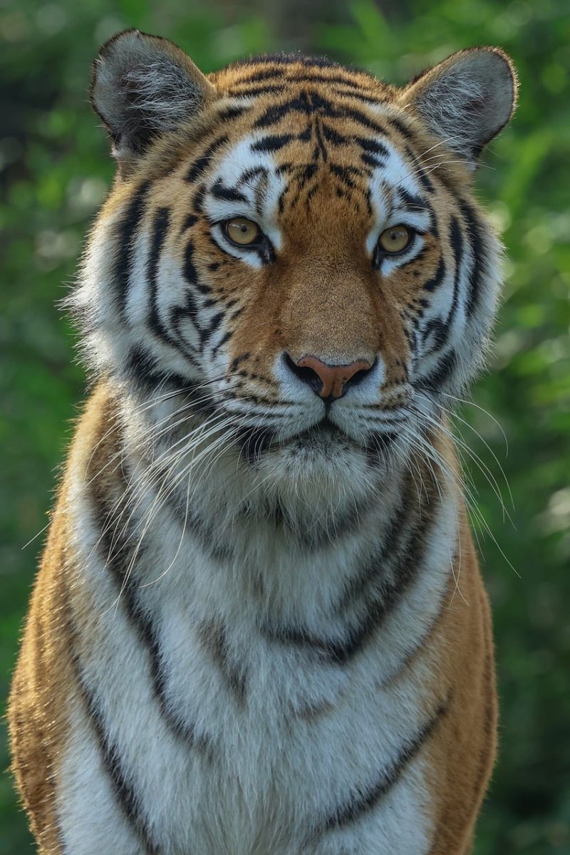 tiger, wild animal, cat, animal, nature, predator, environment, stripes, pet, savannah, aesthetic, wilderness, hunting instinct, natural habitat, conservation, natural beauty, zoo, climate, ecosystem, animal protection