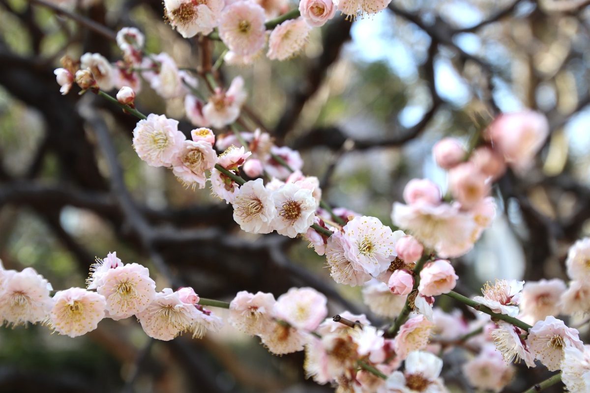 flowers, spring, pink, nature, branch, flower wallpaper, plum, springtime, blooming, beautiful flowers, twig, blurred background, bud, culture, aesthetics, botany, flower background, tree roots, decorative, traditional, beautiful view, plant