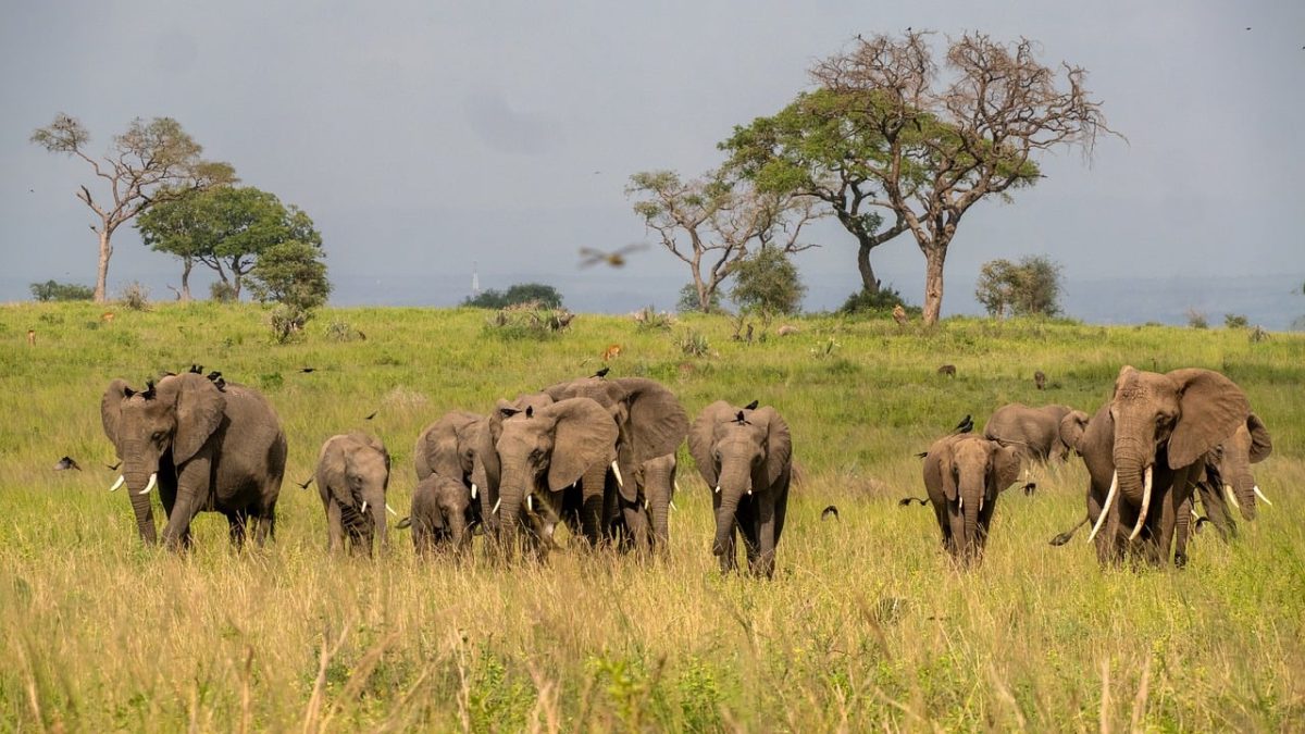 elephants, herd, savannah, uganda, africa, nature, wildlife, safari, national park, central africa, green, tree, savannah grass, animals, biology, natural history, nature photography, ecology, biodiversity, green landscape