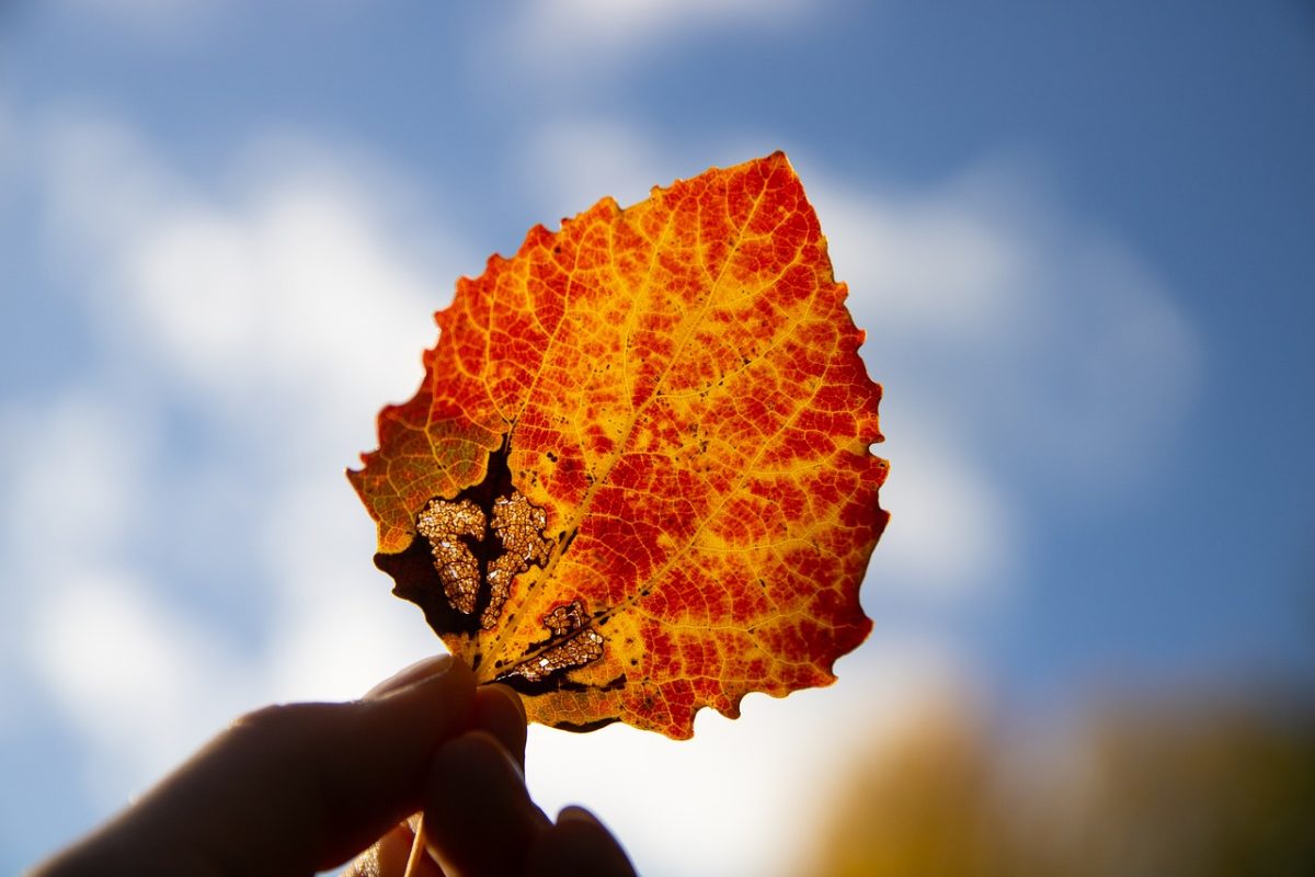 leaf, autumn, yellow, orange, red, wallpaper hd, cool backgrounds, texture, beautiful wallpaper, blue sky, free wallpaper, bokeh, nature, 4k wallpaper, details, 4k wallpaper 1920x1080, lighting, desktop backgrounds, background, backlight, laptop wallpaper, full hd wallpaper, free background, hd wallpaper, mac wallpaper, windows wallpaper, hand, wallpaper 4k, sharp, silhouette, contrast, nature photography, composition