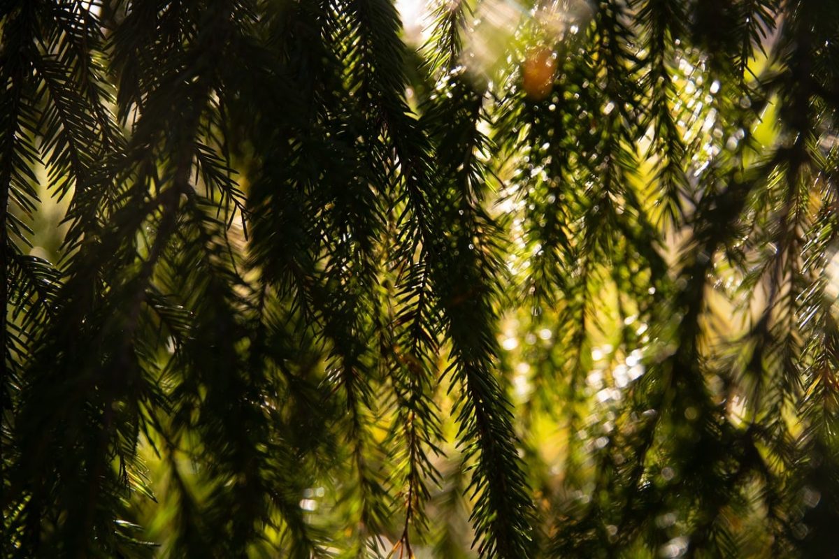 conifer, sunlight, pine needles, green, forest, nature, daylight, darkness, public park, sun rays, outdoor, beauty, branches, foliage, peace, natural environment, succulent, ecosystem, shade, light, harmony