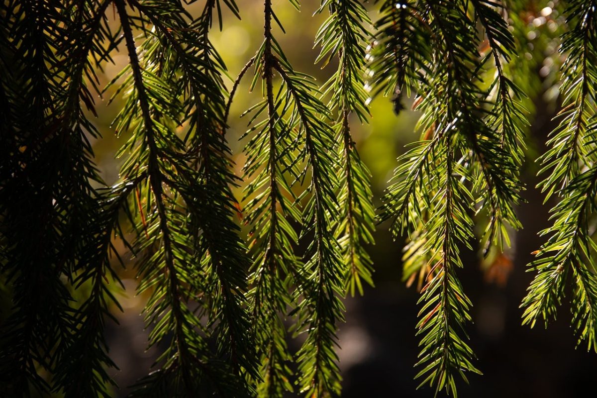 conifer, wallpaper 4k, hd wallpaper, 4k wallpaper 1920x1080, sunlight, windows wallpaper, branches, nature, green, floral background, texture, sunny, full hd wallpaper, needles, plant, forest, wallpaper hd, natural, cool backgrounds, 4k wallpaper, laptop wallpaper, beautiful wallpaper, eco-friendly, serene, summer, free background, tranquility, mac wallpaper, shade, desktop backgrounds, ecosystem, background, free wallpaper, gentle