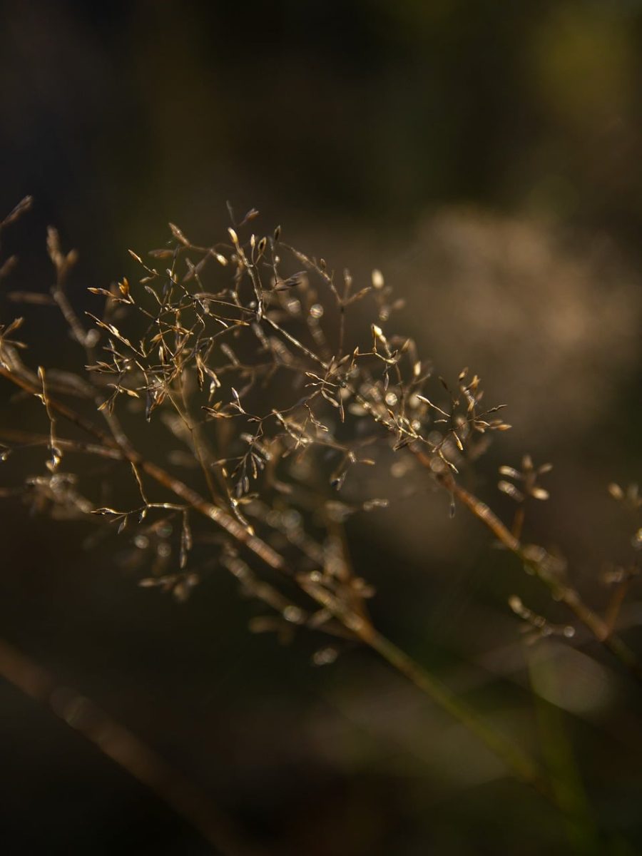 plant, grass, dry grass, nature, summer, natural light, bokeh, background, beautiful wallpaper, floral background, macro photography, detail, delicate, season, outdoors, soft lighting, aesthetic, calm, close-up, dandelion, dry, outdoor
