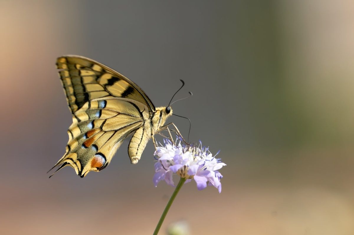 butterfly, beautiful flowers, flower, nature, wildflower, macro photography, natural beauty, flower wallpaper, delicacy, wing, natural world, flight, yellow, blue, beauty, butterfly wings, insect, growth, flower background, bright, timing