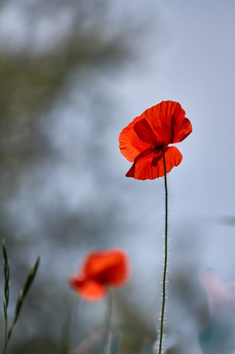 poppy, red, flower, flower wallpaper, nature, outdoors, blurred, blue sky, stem, sunlight, macro, garden, beauty, summer, beautiful flowers, simplicity, unique, calm, height, petal, flower background, landscape
