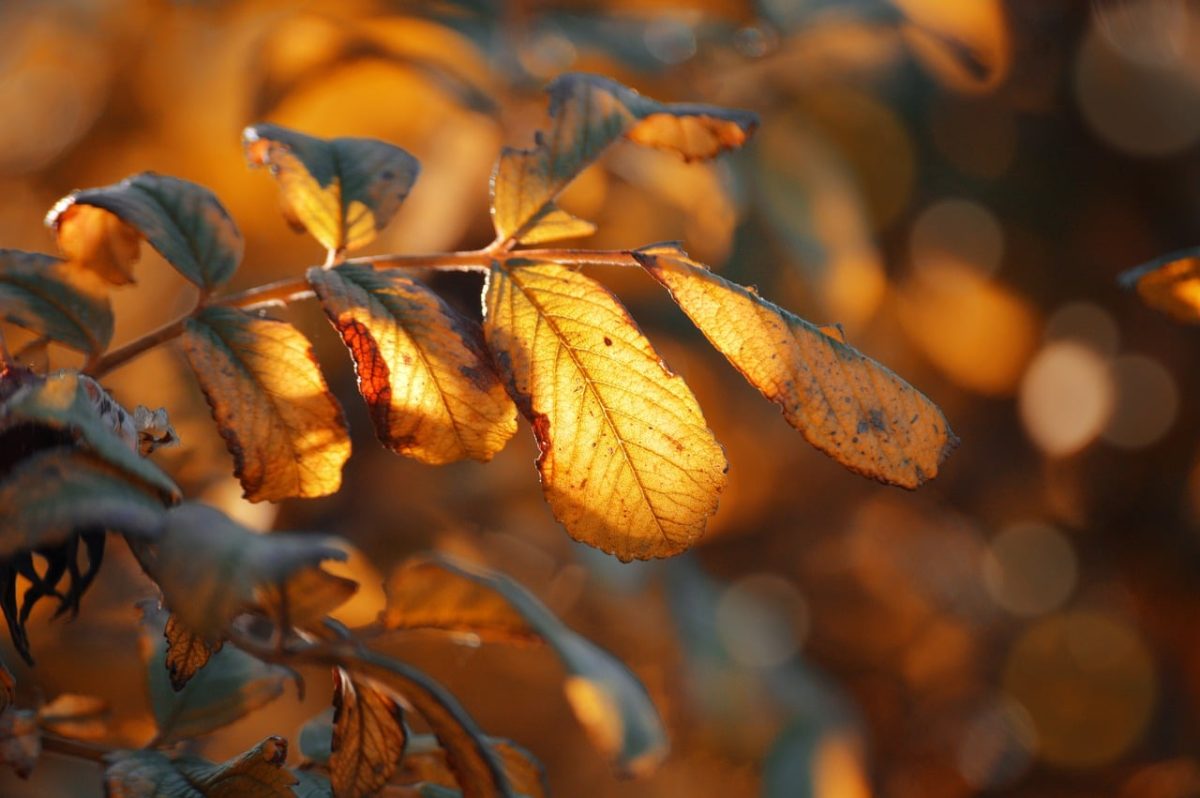 autumn leaves, orange, nature wallpaper, light and shadow, bokeh effect, macro photography, leaf detail, 4k wallpaper, nature, autumn atmosphere, 4k wallpaper 1920x1080, laptop wallpaper, full hd wallpaper, golden hour, background, wallpaper 4k, outdoor photography, cool backgrounds, natural motifs, decorative, hd wallpaper, artistic, beautiful wallpaper, simplicity, windows wallpaper, autumn colors, desktop backgrounds, free background, free wallpaper, wallpaper hd, mac wallpaper, closeness, color palette