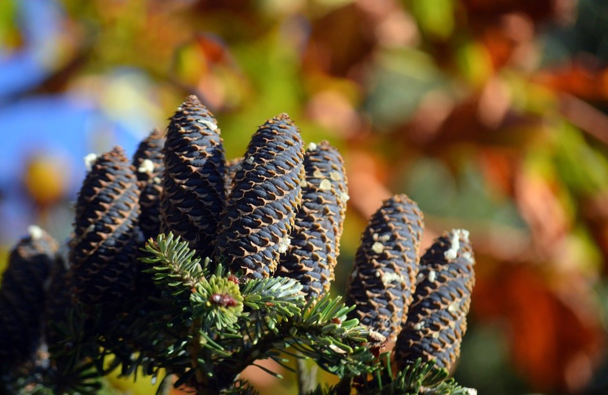 korean fir, cone, pine needles, tree, forest, nature, branch, evergreen, beautiful, macro, green, detail, conifer, ecology, flora, biology, needle branch, cone bark, rural, botany