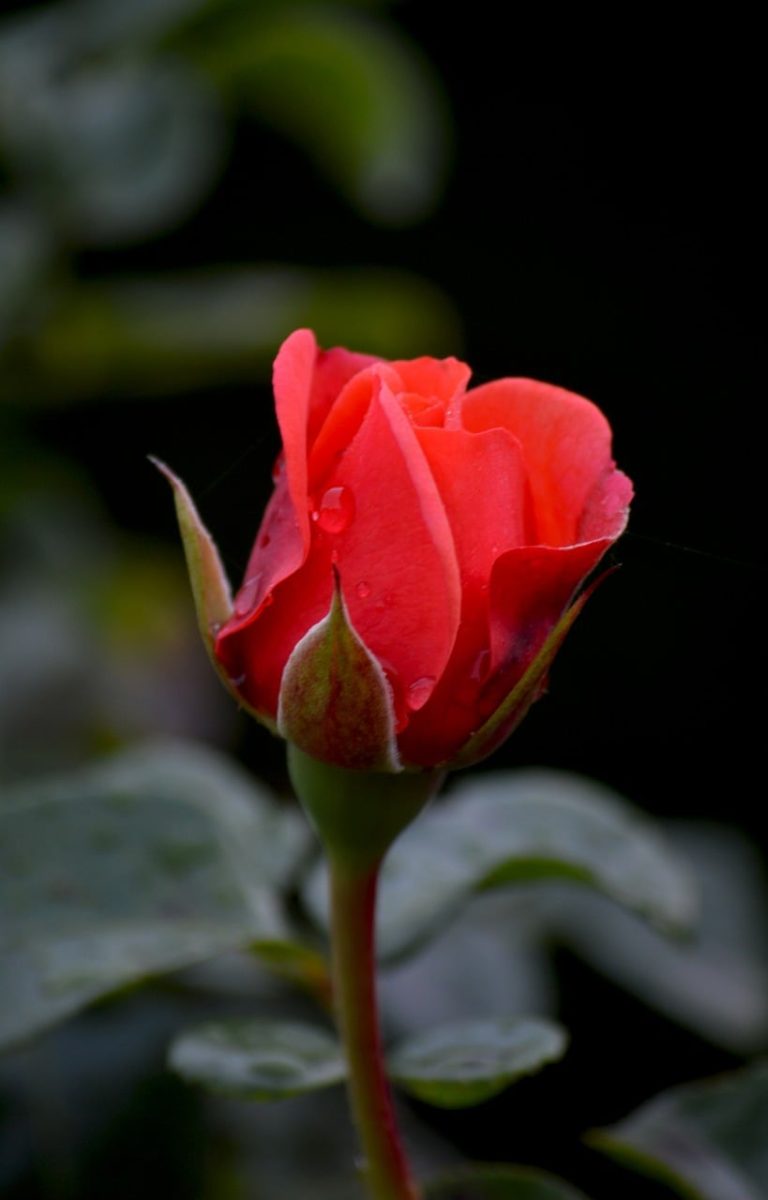 rose, red, droplets, nature, close-up, romantic, love, valentine, flower, garden, dew, macro, fresh, green, stem, bud, delicate, gentleness, background, simple