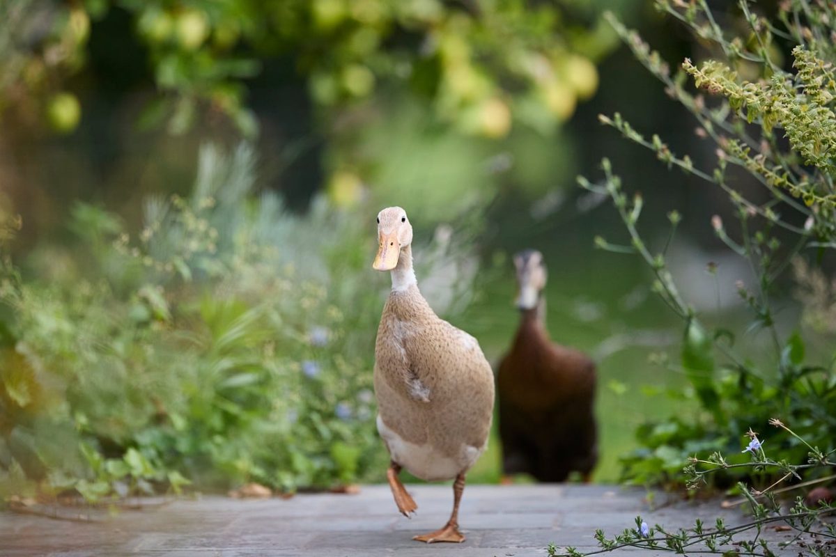 duck, indian runner duck, poultry, wallpaper 4k, free background, windows wallpaper, free wallpaper, garden, path, walking, nature, full hd wallpaper, tame, 4k wallpaper, cute, hd wallpaper, outdoors, cool backgrounds, laptop wallpaper, wallpaper hd, desktop backgrounds, feather, waterfowl, mac wallpaper, pet, beautiful wallpaper, farm, animal, green, summer, background, fowl, 4k wallpaper 1920x1080, care