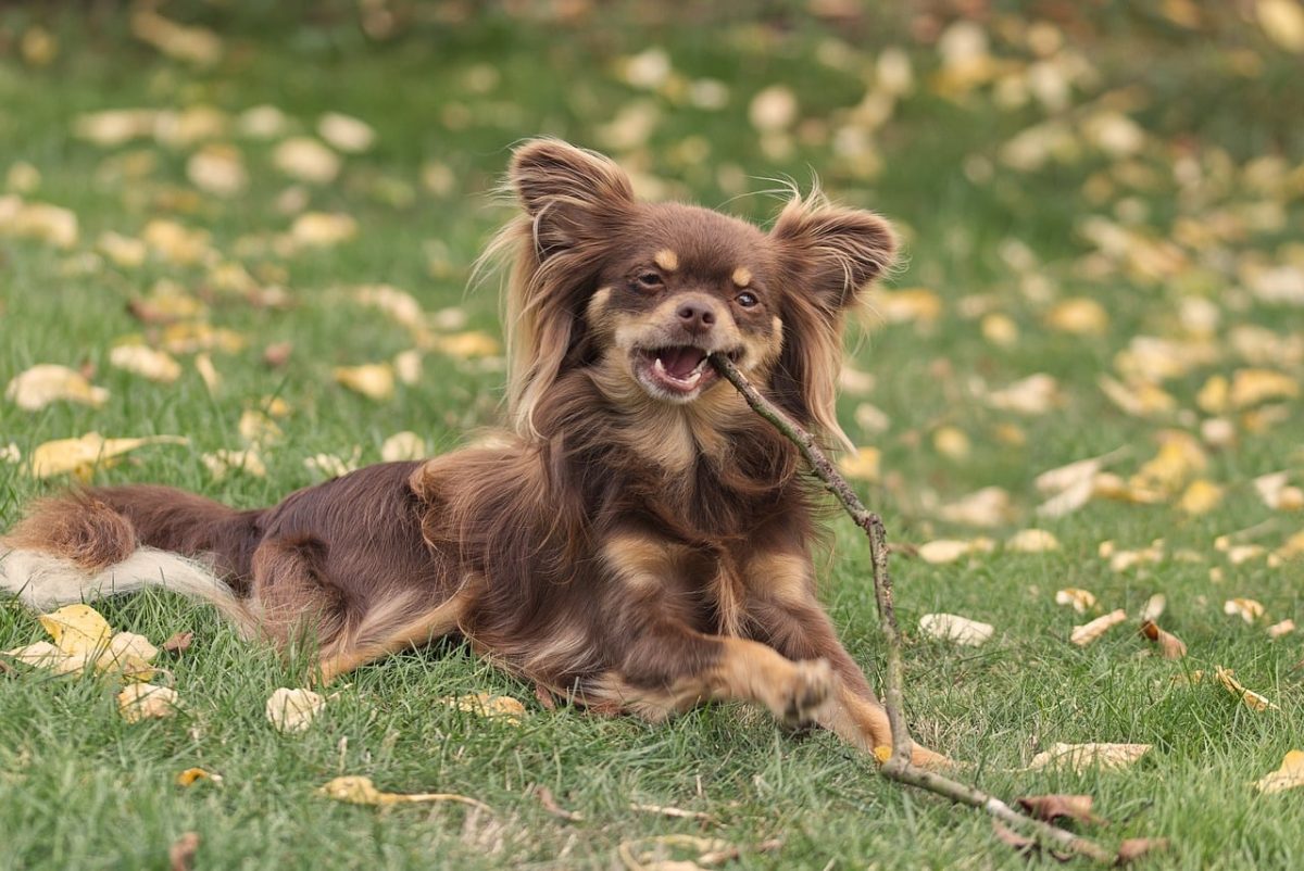 chihuahua, dog, pet, cute, outdoors, grass, stick, play, leaves, fun, animal, long-haired, relaxing, playing, garden, happy, fluffy, puppy, nature