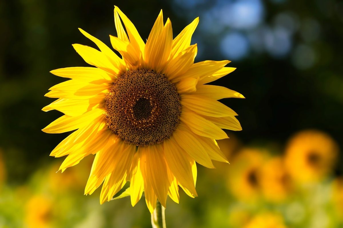 sunflower, nature, summer, beautiful flowers, beautiful wallpaper, flowers, yellow, sunny, garden, wallpaper 4k, fresh, mac wallpaper, full hd wallpaper, flower wallpaper, countryside, laptop wallpaper, cool backgrounds, hd wallpaper, bright, 4k wallpaper 1920x1080, beautiful, 4k wallpaper, sun, wallpaper hd, natural, free wallpaper, summery, background, beauty, free background, windows wallpaper, desktop backgrounds, bees, flower background, love, simplicity, detail