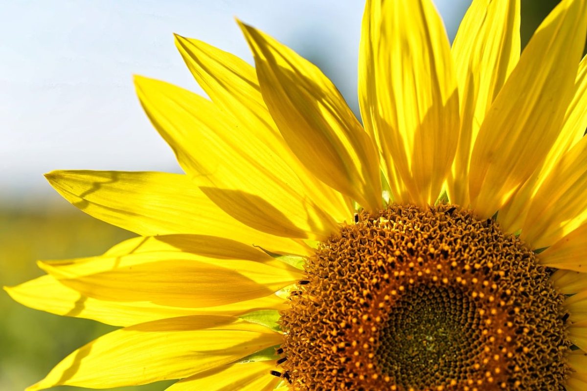 sunflower, yellow, nature, flower background, flower, summery, floral background, windows wallpaper, free wallpaper, wallpaper 4k, close-up, texture, petal, flower wallpaper, natural, outdoor, beautiful wallpaper, beautiful flowers, sunlight, farming, mac wallpaper, field, growth, mature, 4k wallpaper, bright, sunny, free background, cool backgrounds, laptop wallpaper, 4k wallpaper 1920x1080, full hd wallpaper, hd wallpaper, wallpaper hd, background, desktop backgrounds, blooming