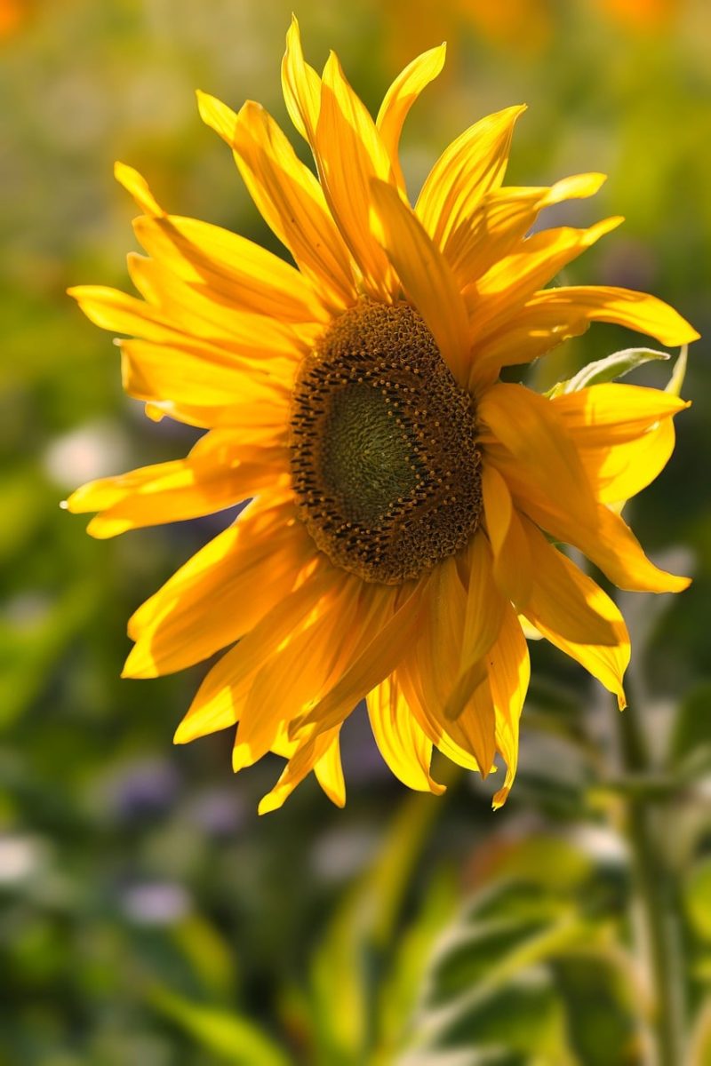 sunflower, flower wallpaper, yellow, nature, summer, flower, gardening, flower background, outdoor, wildlife, beautiful flowers, beauty, bright