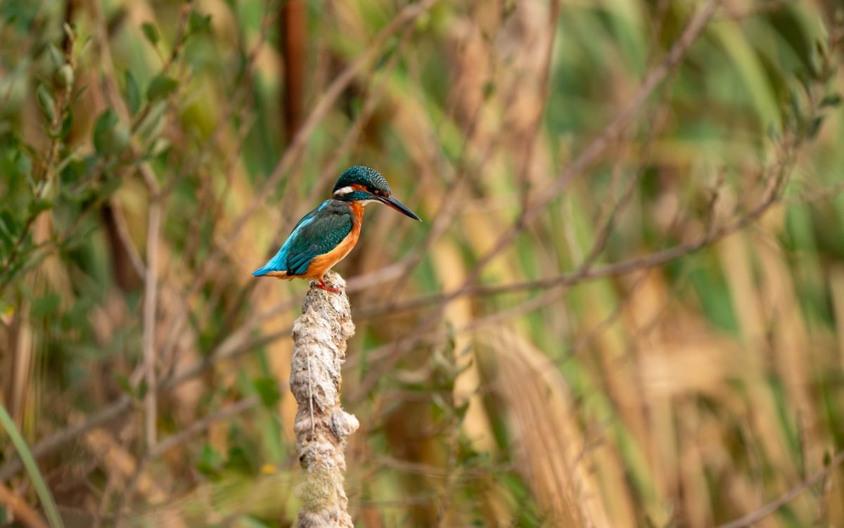 animal, kingfisher, nature, ornithology, feather, bush, zoom, colorful, small, bokeh, glimmer, glossy, unique, birdwatching, green, forest, picturesque, autumn, natural, detail
