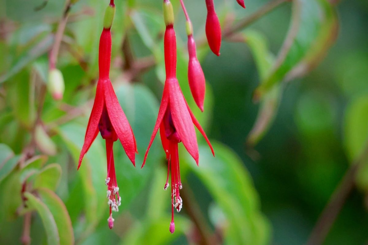 fuchsia, red flowers, stamens, gardening, nature, green leaves, ornamental shrub, flower details, macro photography, outdoor gardens, blurred background, beauty of nature, summer blooms, natural beauty, vibrant colors, natural motifs, ornamental plants, full blooms, red and green, outdoor setting
