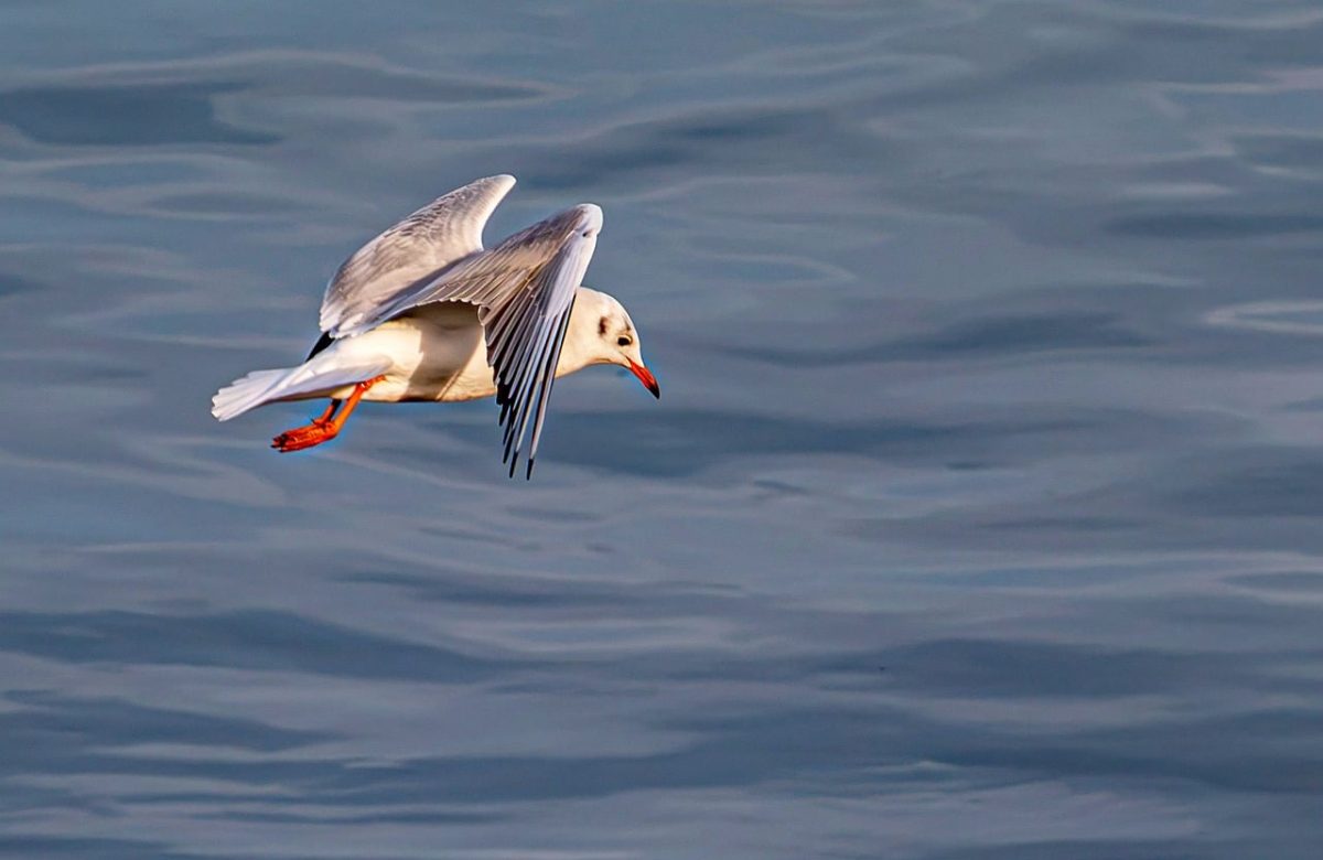 seagull, black-headed, bird, sea bird, flying, flight, wings, wildlife, animal, water, lake, nature, marine life, gliding, blue, surface, wild, outdoor, background