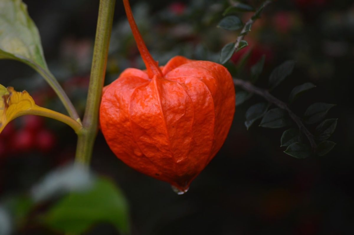 chinese lantern, autumn, delicate beauty, nature, bright orange, bladder cherry, lantern lights, wallpaper, nighttime, dripping water, decoration, flora, fruit, garden, passerby plant, close-up, nature background, garden photo, hd wallpaper, minimalist style, outdoor garden