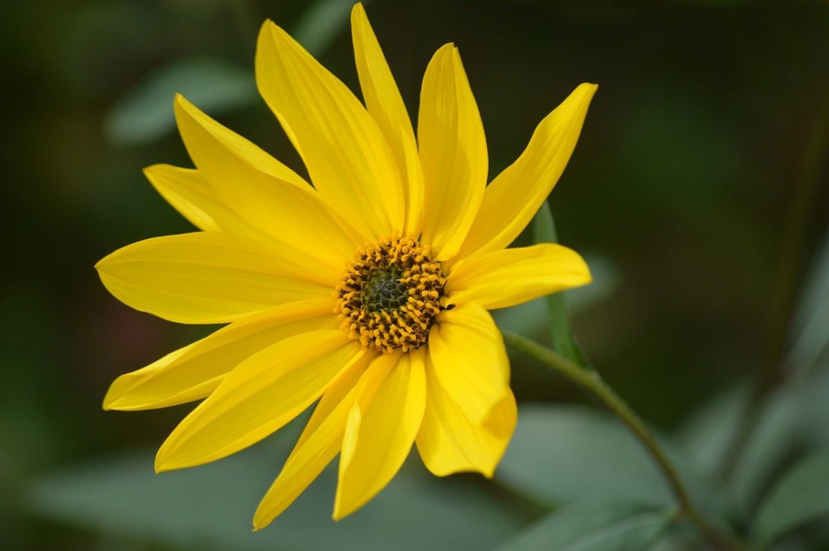 jerusalem artichoke, full hd wallpaper, desktop backgrounds, yellow flower, nature, mac wallpaper, cool backgrounds, summer flower, flower, flower background, green, hd wallpaper, macro, free background, flower wallpaper, floral background, laptop wallpaper, sunflower, composite flower, horticulture, 4k wallpaper, background, botany, perennial, bright, wallpaper 4k, beautiful flowers, free wallpaper, detail, germination, windows wallpaper, beautiful wallpaper, ornamental plant, wallpaper hd, 4k wallpaper 1920x1080, agronomy, natural background
