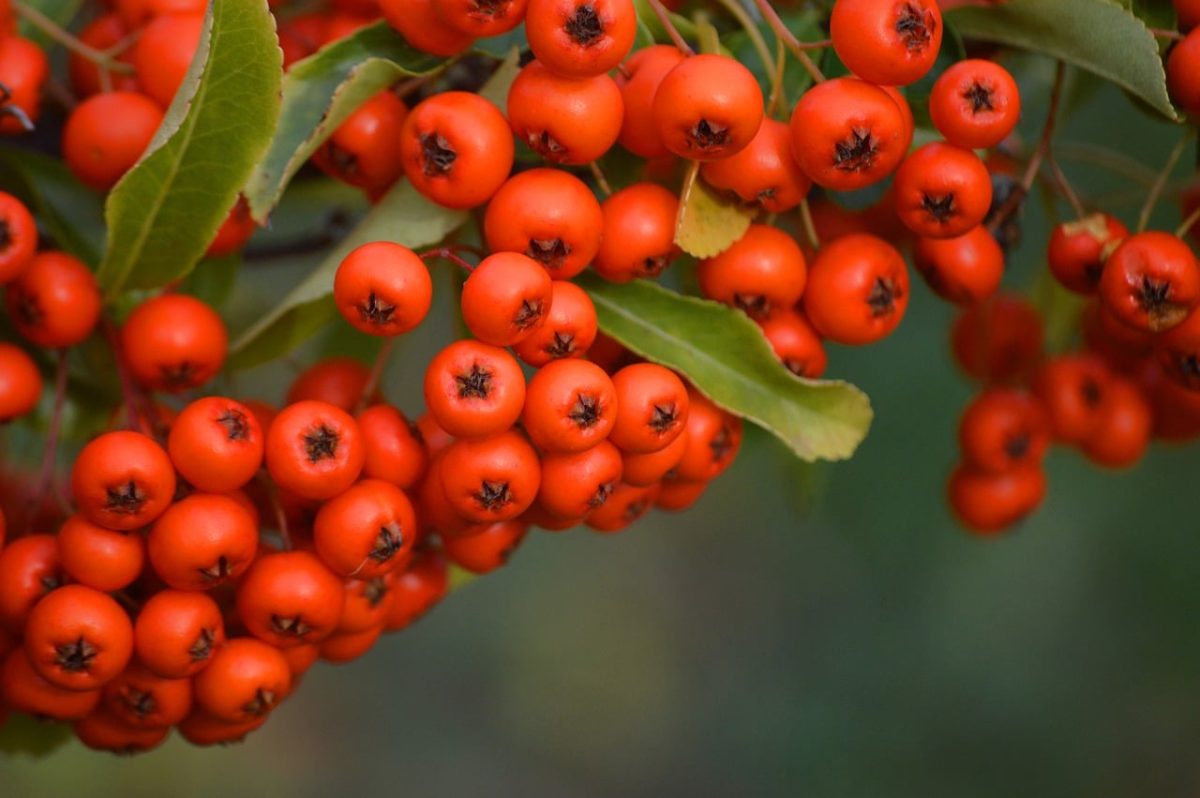 firethorn, berries, orange berries, nature, gardening, pyracantha, autumn, shrub, leaves, background, beauty, living nature, decoration, green, botany, garden, exotic, landscaping, macrophotography