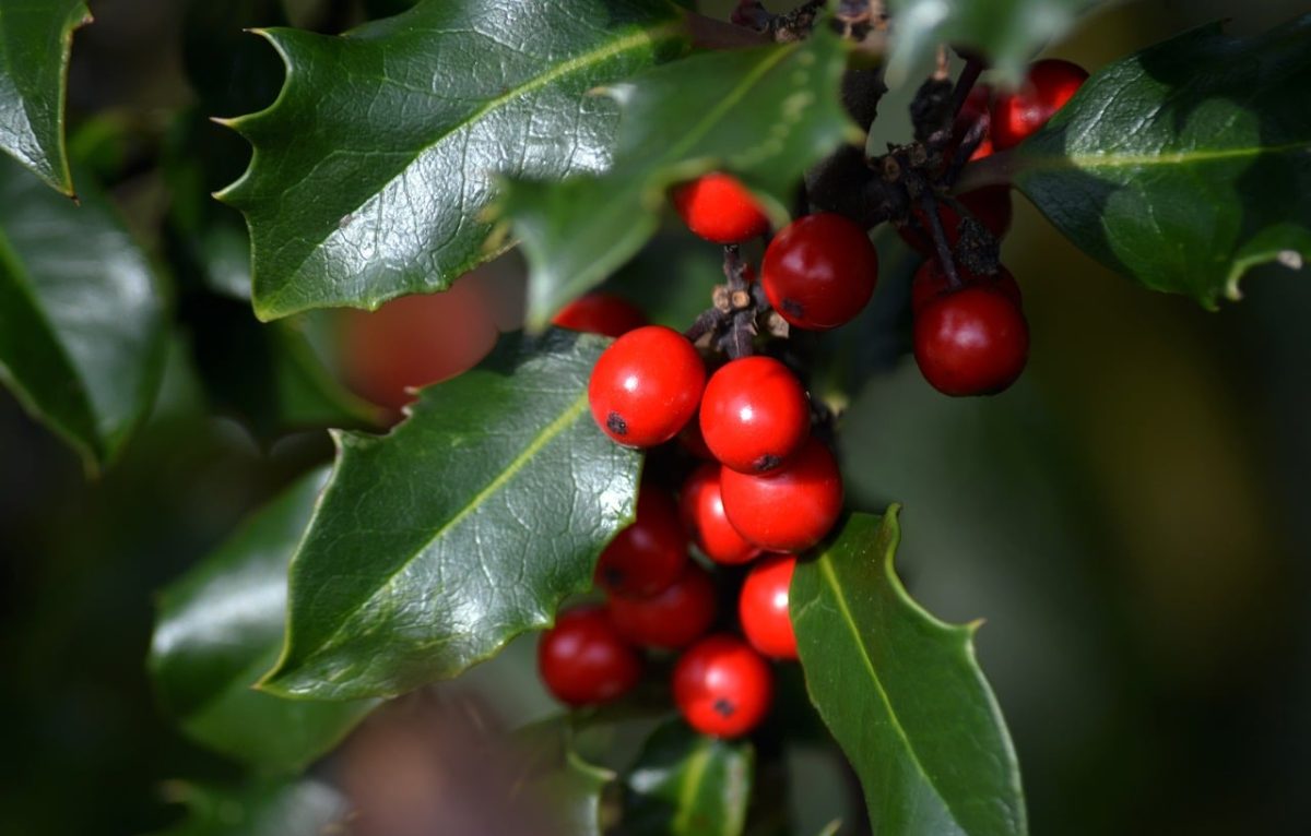 red berries, evergreen plant, christmas, leaves, christmas decoration, green leaves, winter time, landscape picture, european holly, toxic plant, shrub, pagan symbol, nature wallpaper, autumn theme, berry christmas wreath, leafy twig, drupe, religious symbolism, charging time, nature