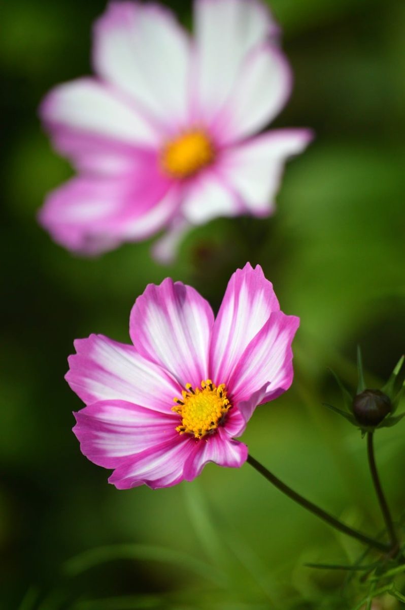 cosmos, flower, petal, pink, nature, beauty, background, garden, macro, flower garden, summery, closeup, gardening, delicate, garden plant, botany, colorful, outdoor, purple, blooming