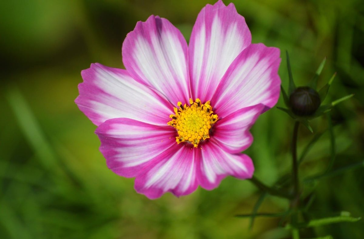 cosmos, pink color, white stripes, flower center, nature, single bloom, hd wallpaper, green background, bright colors, botany, macro photography, beautiful flower, ornamental, natural beauty, flower background, gardening, flower wallpaper, summer plant, petal structure, plant photography, center top