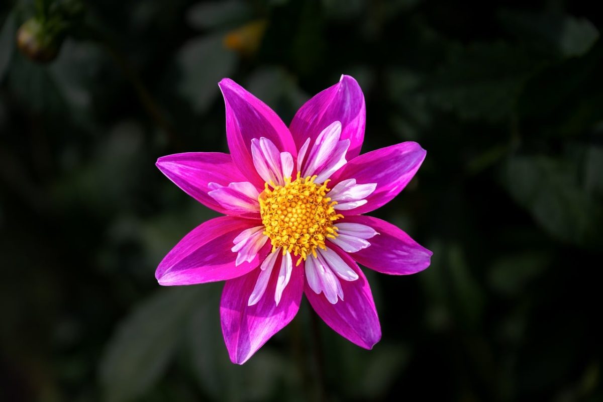flower, beautiful flowers, pink, petal, nature, summer, bloom, core, detail, botany, garden, sunflower, well-lit, outdoors, fresh, vibrant, beautiful, flower background, flower wallpaper, photography, artistic, spring