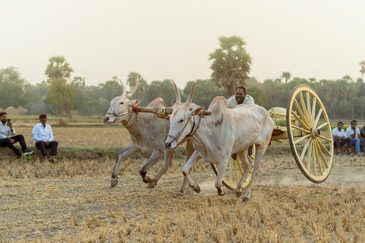 ox cart, agriculture, bulls, rural, race, traditional, countryside landscape, unleashed, adventure, cache, nature, ox race, culture, speed, driving, rural life, livestock, entertainment, in nature, wheel