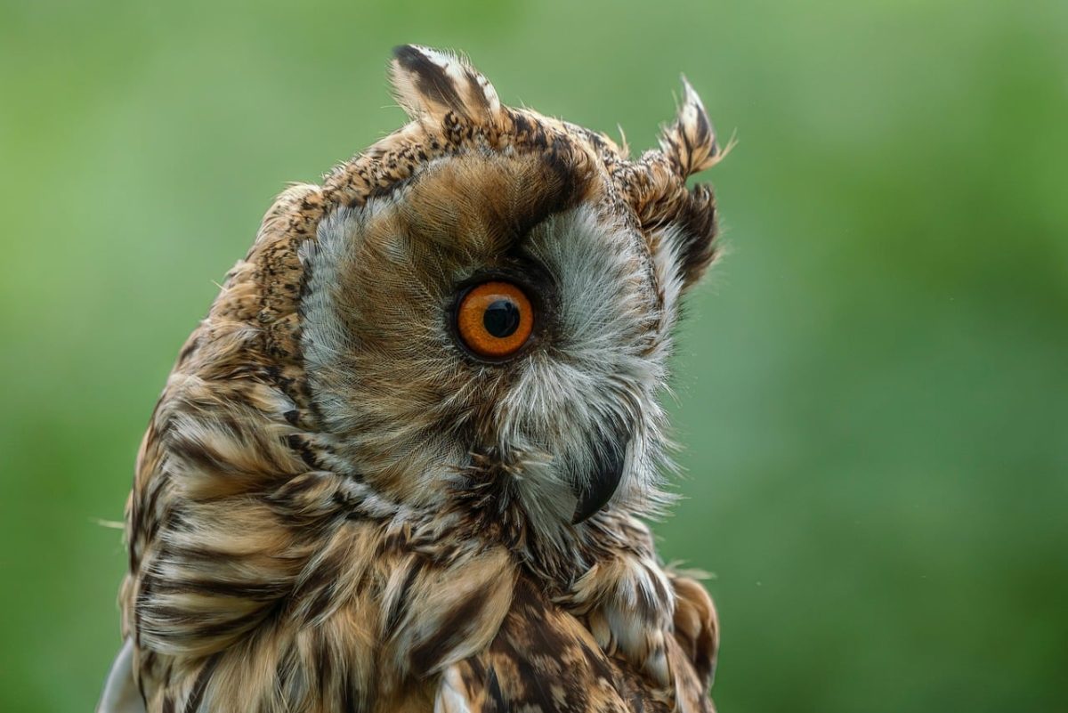 owl, raptor, feathers, wildlife, nature, intense gaze, brown plumage, facial disc, close-up, yellow eyes, long-eared owl, portrait, detail, bird, eye, wild, fur, detailed view, light