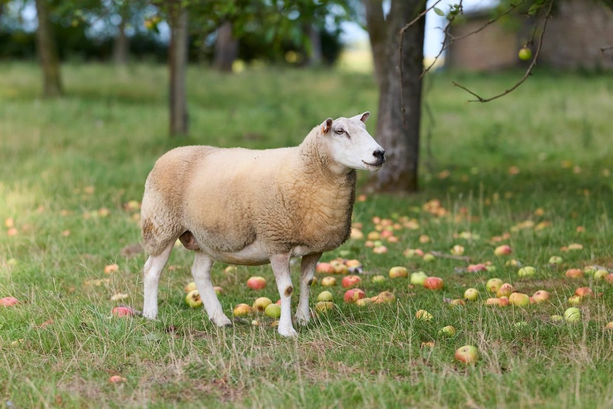 sheep, orchard, apples, farming, rural, animal, nature, green, grass, wool, agricultural, outdoor, meadow, fruit, domesticated, farm, environment, harvest, pastoral, food