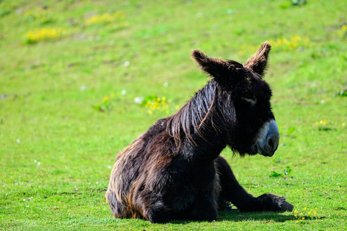 donkey, animal, field, rest, meadow, grass, animal sitting, nature, countryside, day, sun, sitting, peaceful, wildlife, brown fur, spring, long shot, outdoors, solitary, hoofed animal