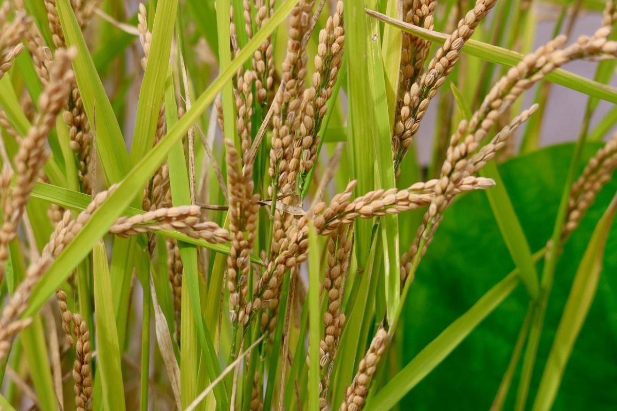 rice, crop, agriculture, wheat fields, plantation, grain, farmland, nature, field, green leaves, ecosystem, food, culture, agricultural, seed, harvest, farming, cultivation, cereal, green color