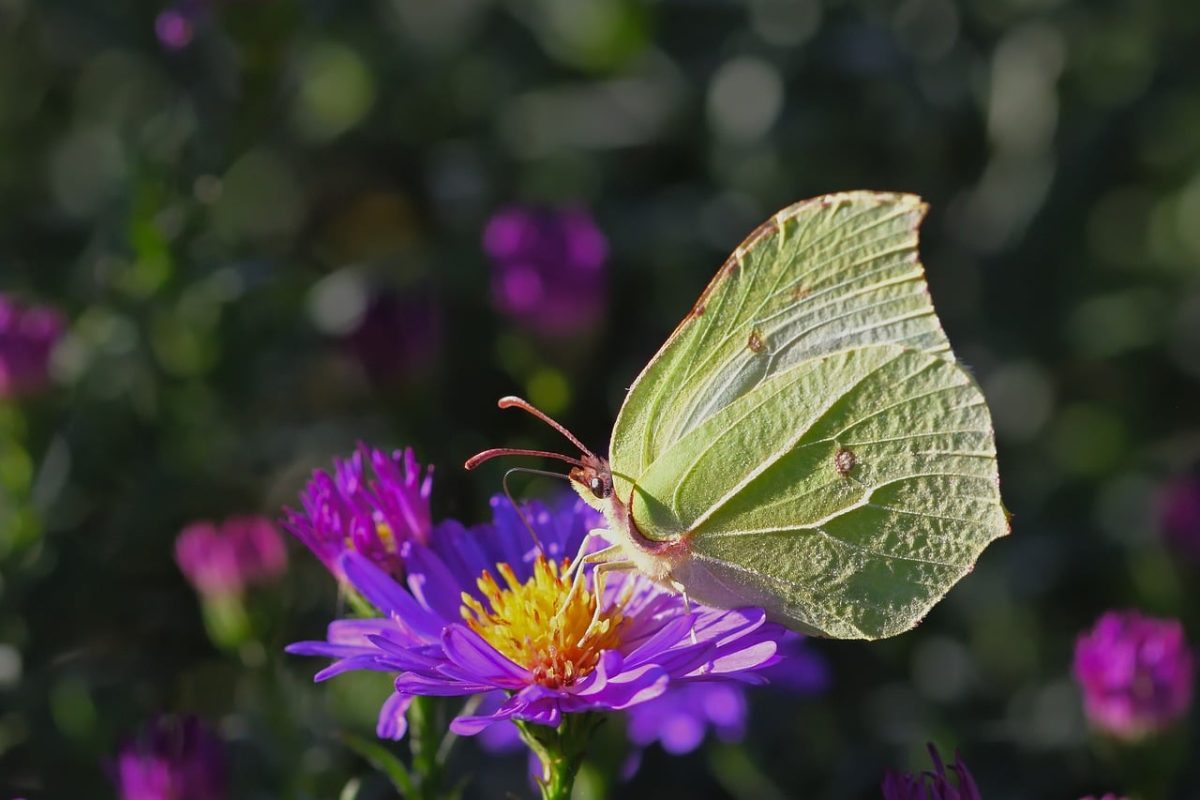 brimstone butterfly, flower, nature, garden, macro, nectar, aster, wings, summery, yellow, purple, beauty, detail, insects, day butterfly, winged, pollen, spring, green, pollinated plant