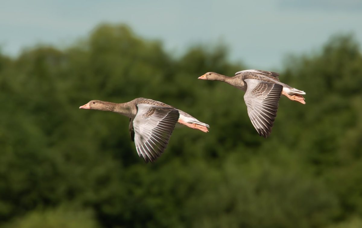 geese, flight, wings, freedom, wild, nature, wind, birds, flying, marsh, ecology, mating, northern europe, animal, protection, season, purity, beauty, reindeer, camping