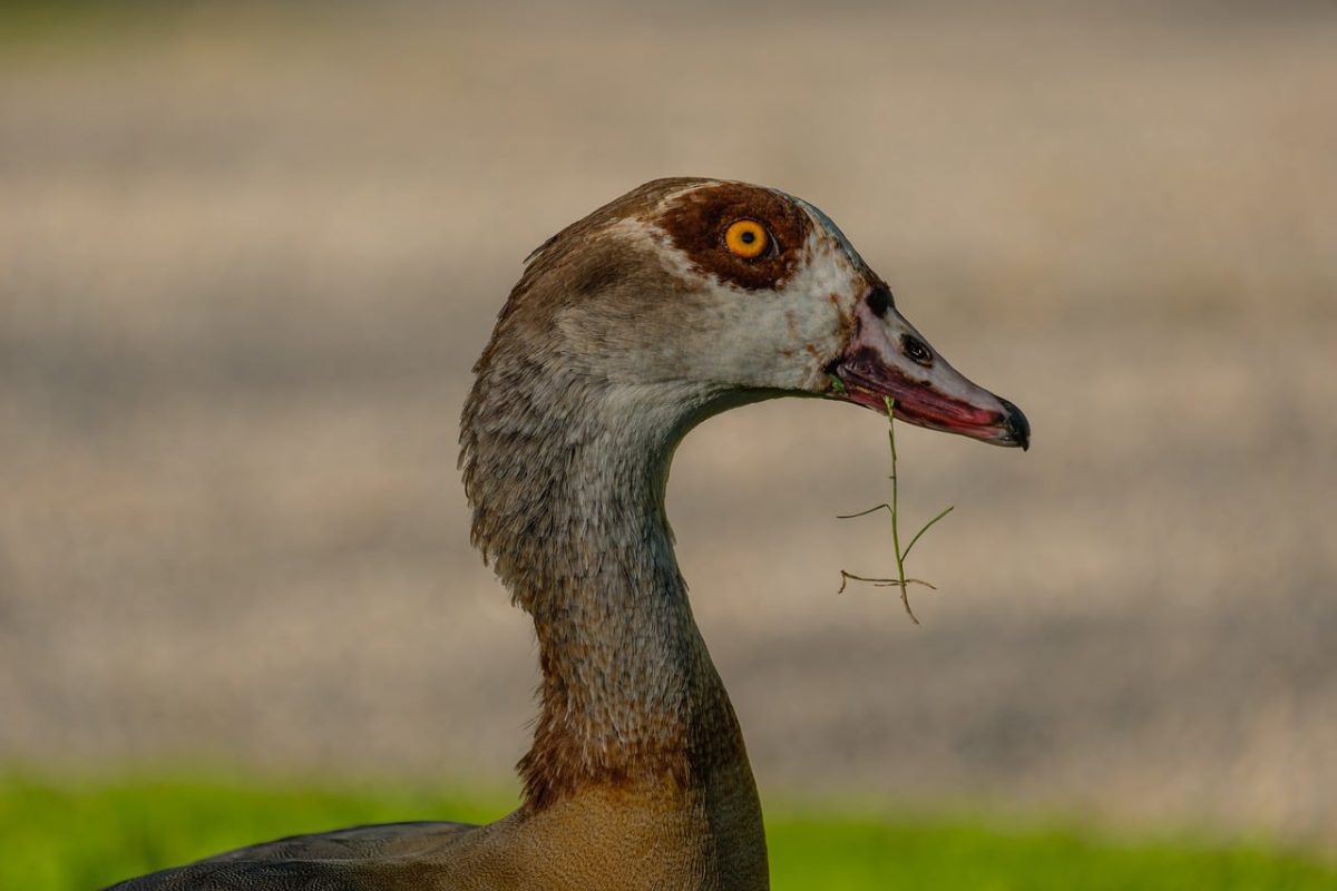 egyptian goose, 4k wallpaper 1920x1080, bird, profile, animal, 4k wallpaper, close-up, nature, feather, yellow eye, grass, beak, full hd wallpaper, cool backgrounds, windows wallpaper, wild, beautiful wallpaper, laptop wallpaper, wallpaper 4k, desktop backgrounds, grey, head, organism, background, free background, hd wallpaper, natural habitat, mac wallpaper, wallpaper hd, animal head, free wallpaper, green grass