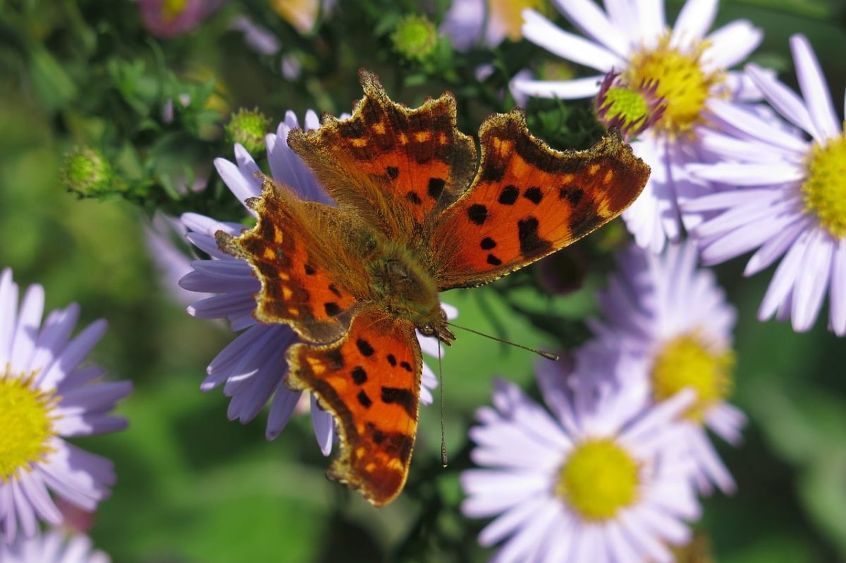 butterfly, nature, wings, close-up, entomology, herb, bloom, garden, autumn, phenology, head, fauna, admiral, butterfly wings, living, outdoors, purple, sunshine, honey plant