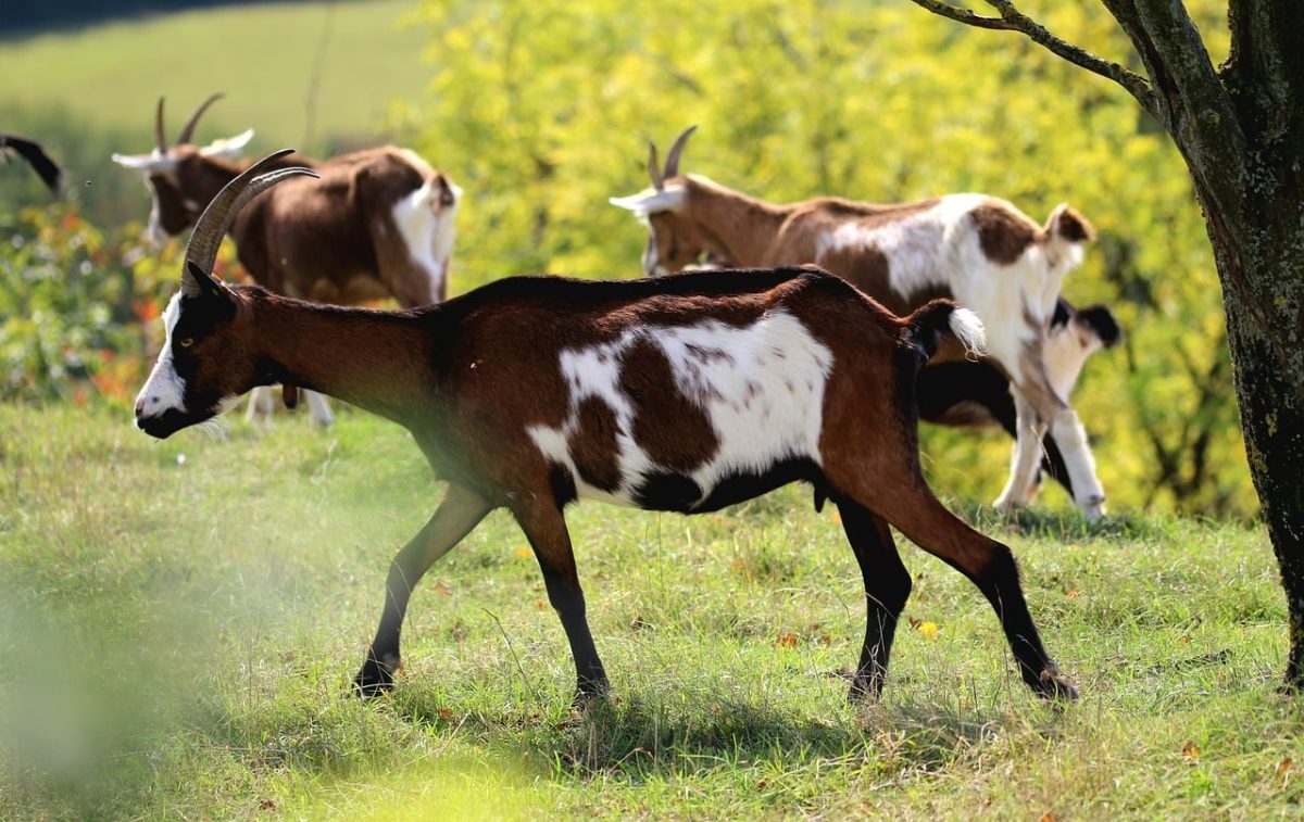 goat, nature, animal, mammal, horns, herd, grass, countryside, outdoors, summer, agriculture, pasture, livestock, popular, tranquility, tree, woody, utility animal, wild, photography
