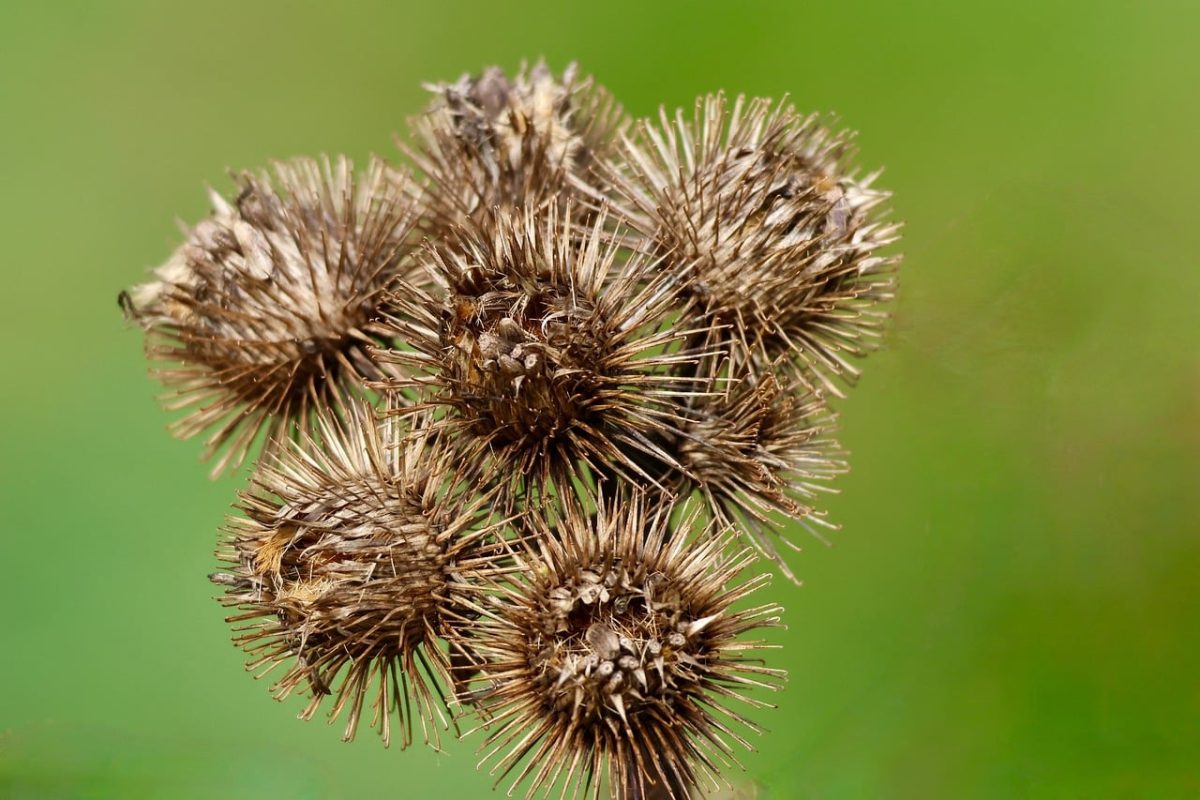 flower, dry, autumn, nature, large burdock, green background, seeds, drying, spike, prickly, dry plant, wild plant, raw material, texture, natural, plant, brown, scrub, macro, botany