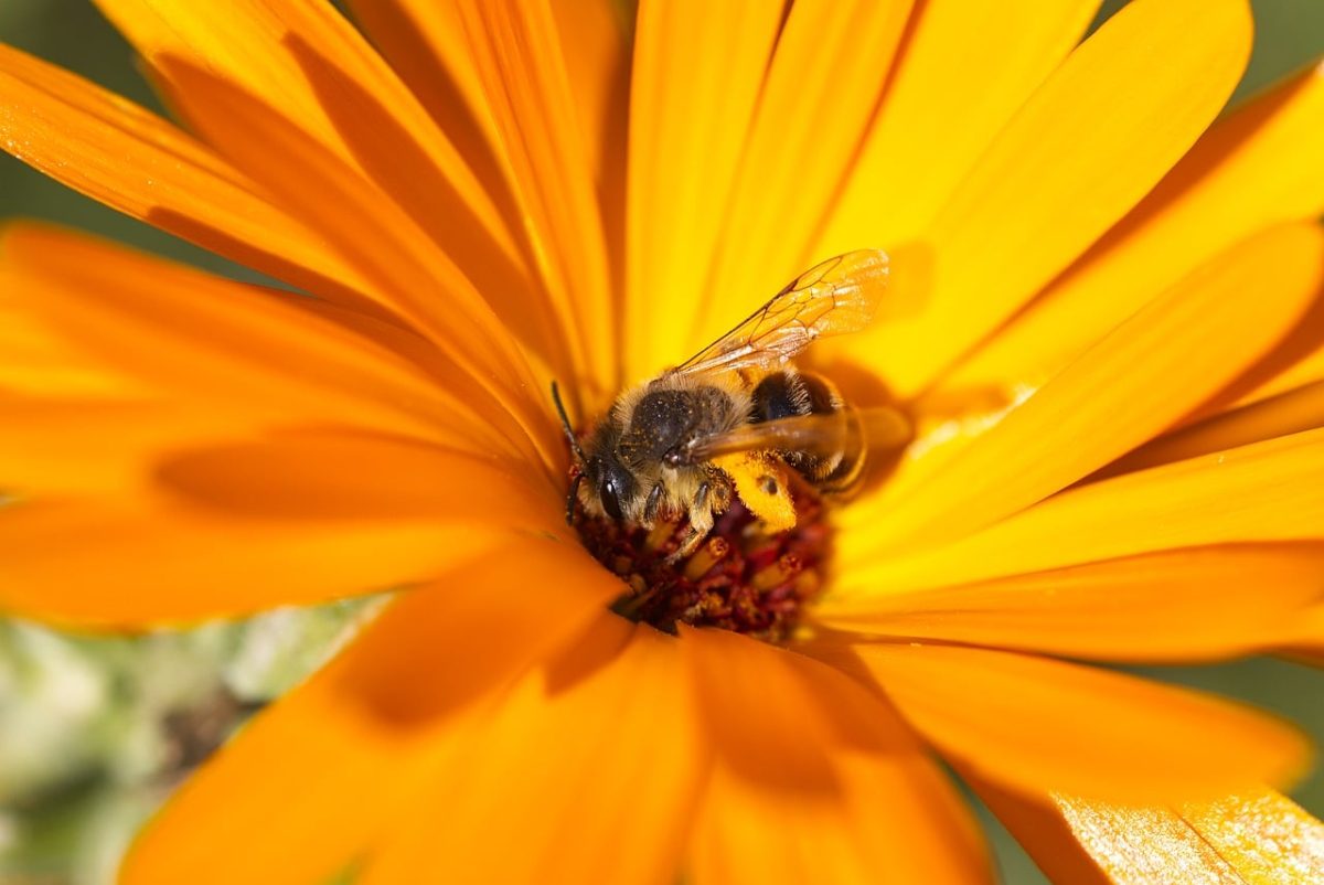 bee, flower wallpaper, flower, nectar, nature, pollination, macro, bumblebee, orange, wings, beautiful flowers, garden, summer, insect, pathway, honey, bright, flower background, natural, environment, sunny, details, beauty, detailed, apis