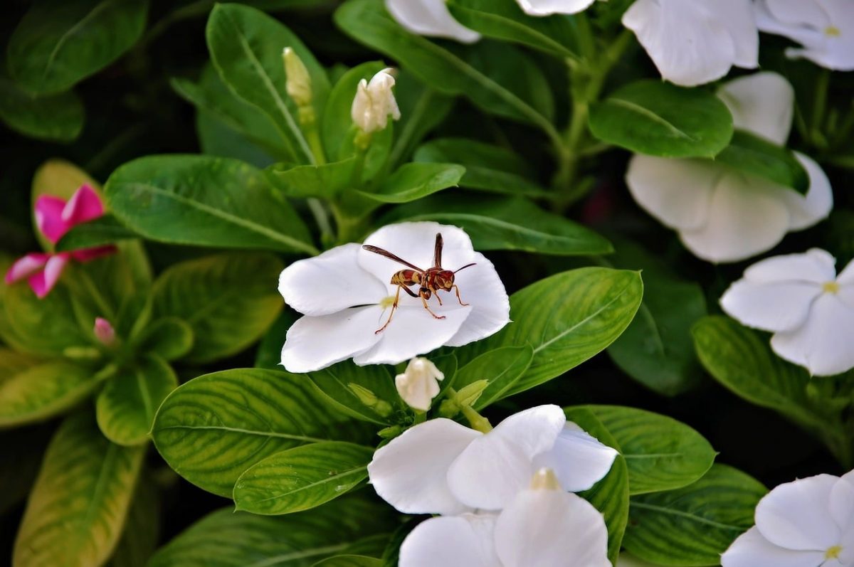 bee, insect, nature, pollination, flower, garden, leaf, white, green, leafy, summer, detail, macro photography, wings, living nature, beauty, harmony, garden plant, nature conservation, beekeeping, ecosystem