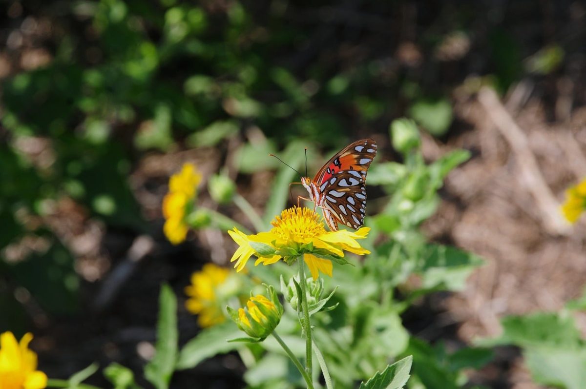 butterfly, nature, insect, flower, pollination, wings, yellow color, natural surroundings, macro photography, garden, wilderness, summer season, foraging, fragility, symbiosis, ecosystem, beauty, flight, life cycle, green plant