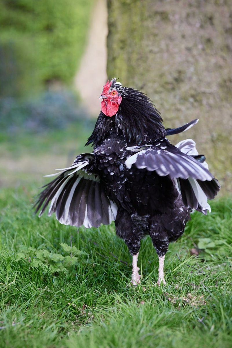 rooster, young rooster, black, white, black and white, grass, green, nature, poultry, feathers, wings, farm, outdoors, brown comb, livestock, chick, wild bird, yard, farmhouse