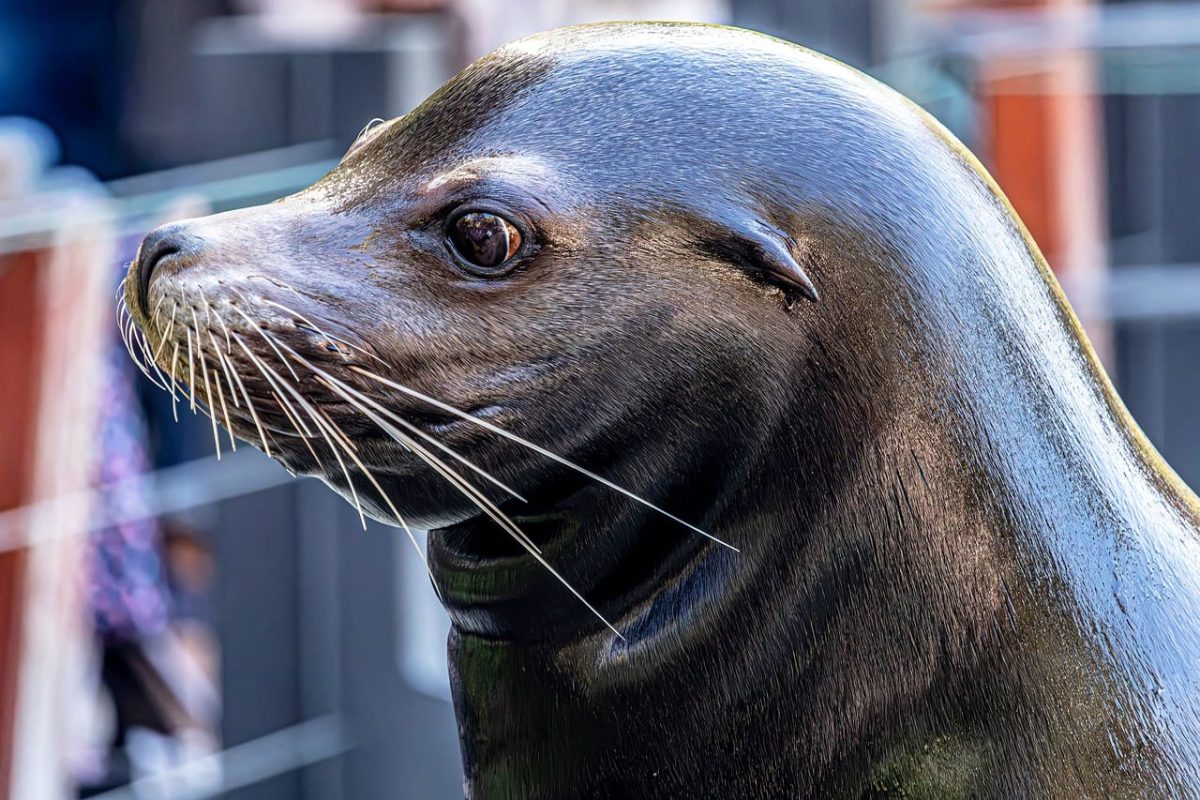 sea lion, free background, seal, wallpaper hd, 4k wallpaper 1920x1080, beautiful wallpaper, marine mammal, pinniped, wildlife, animal, aquatic, 4k wallpaper, hd wallpaper, ocean, beautiful nature, whiskers, full hd wallpaper, laptop wallpaper, mac wallpaper, portrait, close-up, nature wallpaper, cool backgrounds, intelligent, cute, shiny fur, desktop backgrounds, predator, nature, background, wallpaper 4k, wallpaper, windows wallpaper, nature background, wet skin, free wallpaper, head shot