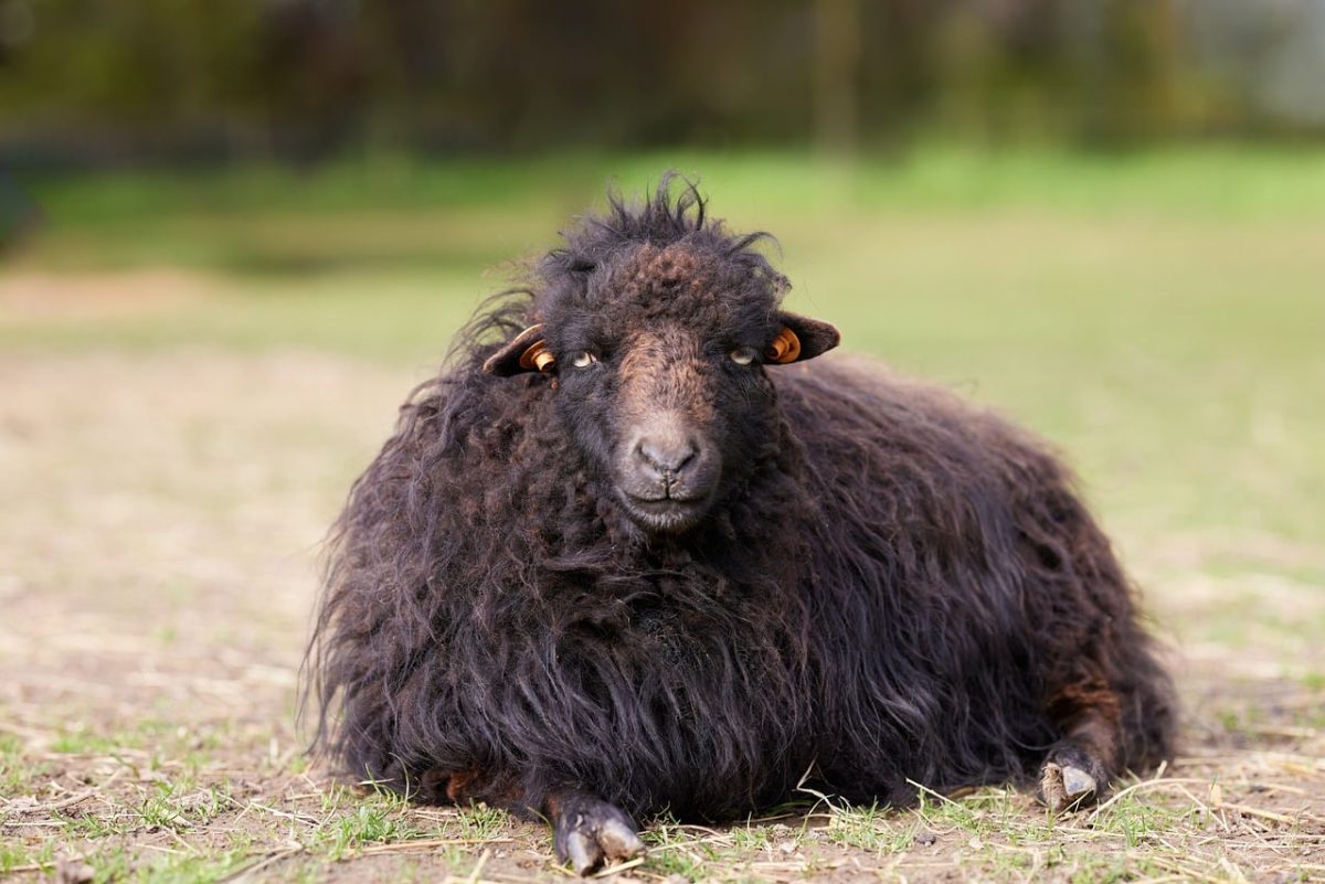 sheep, black, wool, fluffy, animal, portrait, farm, meadow, lying, cute, fur, livestock, mammal, nature, grass, countryside, eye, tagging, domesticated, coat