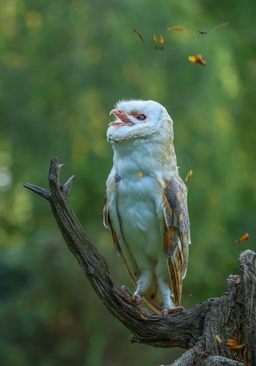 owl, nature, bird of prey, animal, feathers, tree, forest, autumn, branches, natural environment, tranquility, camouflage, wilderness, prey, hunt, sight, peace, green, gaze, habitat