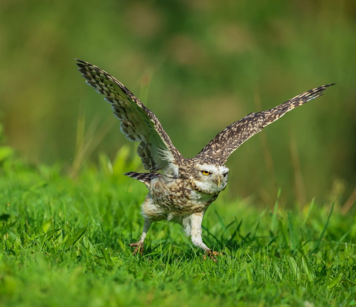 owl, nature, bird, running, wings, green, raptor, grass, wild, action, animal, flying, sport, predatory, fauna, outdoor, natural, explore, photography