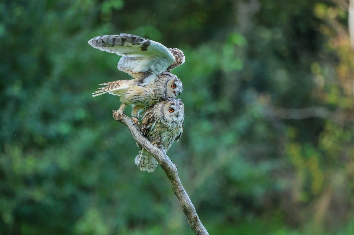 owls, dark, nature, branch, eyes, raptor, bird eyes, owl, green, wings, predation, wilderness, flyer, night bird, bark, birdlife, breeding, natural environment, bird habitat, bird ecology