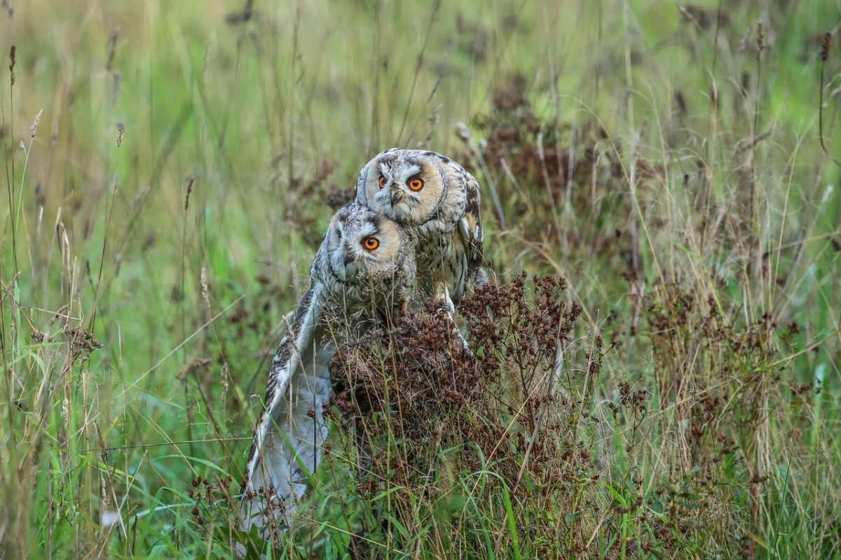 owls, birds, grass, wilderness, eyes, nature, green, natural habitat, yellow eyes, camouflage, fascinating, photography, nest, wildlife, observations