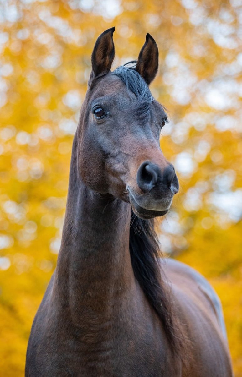 horse, arabian horse, autumn, autumn colors, foliage, portrait, mammal, nature, animal, autumn season, brown horse, detailed portrait, living animals, outdoor, happy horse, autumn nature, warm colors, wildlife, aesthetics, rural