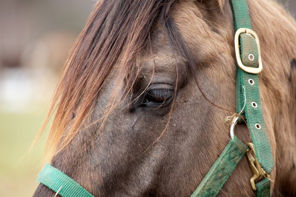 horse, animal, mammal, horse head, bridle, horse hair, horse detail, green harness, close-up, pasture, outdoor, landscape, nature, countryside, pet, agriculture, horse harness, horse eye